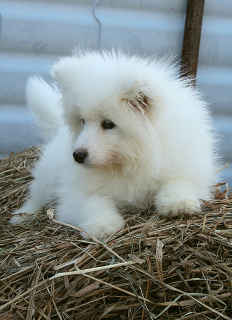 Photo №1. samoyed dog - for sale in the city of Yekaterinburg | 403$ | Announcement № 4543