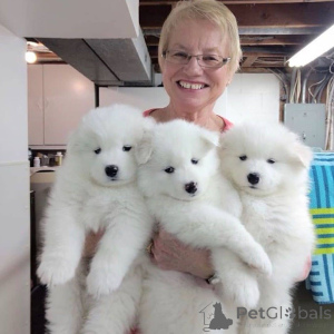 Photo №3. Samoyed Puppies.. Denmark