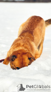 Photo №3. The cheerful dog Borya is looking for a home.. Russian Federation