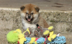 Photo №1. akita - for sale in the city of Milan | negotiated | Announcement № 168858