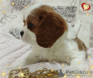 Additional photos: PROMISING GIRL Cavalier King Charles Spaniel