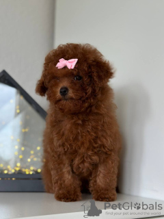 Additional photos: Toy Poodle Red Brown TEECUP