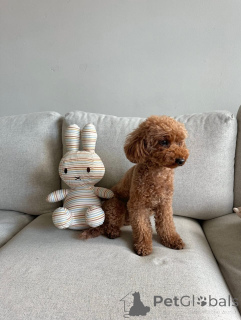 Photo №1. poodle (toy) - for sale in the city of Berlin | negotiated | Announcement № 173330
