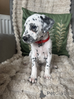Photo №1. dalmatian dog - for sale in the city of Berlin | 495$ | Announcement № 160445