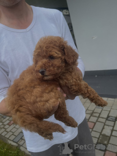 Additional photos: Miniature poodle for sale