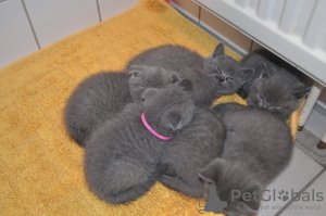 Photo №4. I will sell british shorthair in the city of Heist-op-den-Berg. private announcement - price - Is free