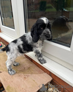 Photo №1. english cocker spaniel - for sale in the city of Bucharest | Is free | Announcement № 109537