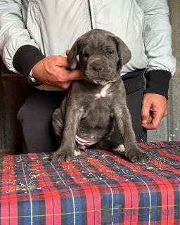 Photo №1. cane corso - for sale in the city of San Antonio | 1500$ | Announcement № 100098