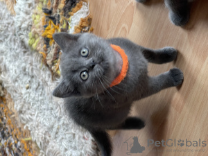 Photo №3. Beautiful kittens. Finland