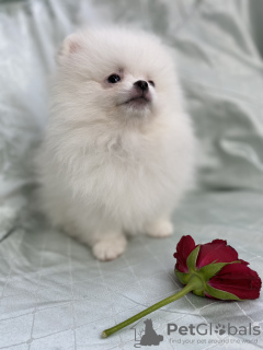 Photo №4. I will sell pomeranian in the city of Minsk.  - price - 2113$