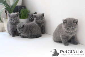 Photo №2 to announcement № 95796 for the sale of british shorthair - buy in Germany 