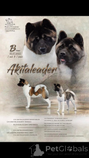 Photo №1. american akita - for sale in the city of Moscow river | negotiated | Announcement № 155107