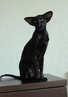 Photo №4. I will sell oriental shorthair in the city of Yekaterinburg. from nursery - price - 1149$
