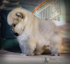 Additional photos: Adorable Spitz, red lumps of happiness