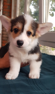 Photo №2 to announcement № 3497 for the sale of welsh corgi - buy in Russian Federation breeder