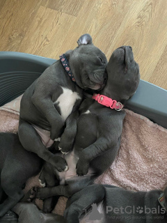 Photo №3. Staffordshire Bull Terrier puppies. United Kingdom