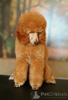 Photo №1. poodle (dwarf) - for sale in the city of Надьканижа | negotiated | Announcement № 62621