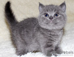 Photo №2 to announcement № 116704 for the sale of scottish fold - buy in Belgium 