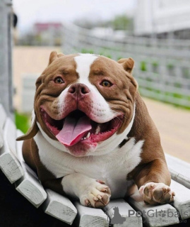 Additional photos: American bully kennel offers puppies for booking