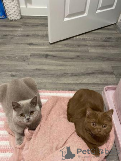 Photo №1. british shorthair - for sale in the city of Davos | 317$ | Announcement № 96592