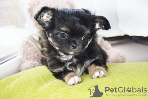 Photo №4. I will sell chihuahua in the city of Brest. from nursery, breeder - price - 1183$