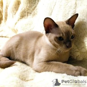 Photo №4. I will sell burmese cat in the city of Prato. private announcement - price - 676$