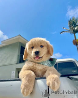 Photo №1. golden retriever - for sale in the city of YPECOLSGA | negotiated | Announcement № 157842