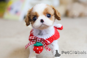 Photo №1. shih tzu - for sale in the city of Canillo | 413$ | Announcement № 167931