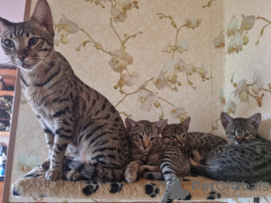 Photo №1. savannah cat - for sale in the city of Tallinn | 1585$ | Announcement № 118537