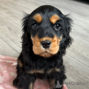 Photo №1. english cocker spaniel - for sale in the city of Espoo | negotiated | Announcement № 160714