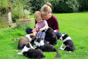 Photo №3. Border Collie puppies. Lithuania