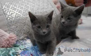 Photo №1. russian blue - for sale in the city of ROSERSBERG | negotiated | Announcement № 173583
