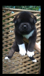 Photo №1. american akita - for sale in the city of Belgorod | 1434$ | Announcement № 6944