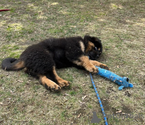 Photo №1. tibetan mastiff - for sale in the city of Ohio | 1000$ | Announcement № 23653