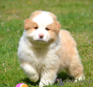 Photo №4. I will sell australian shepherd in the city of Nivelles. private announcement, breeder - price - Is free