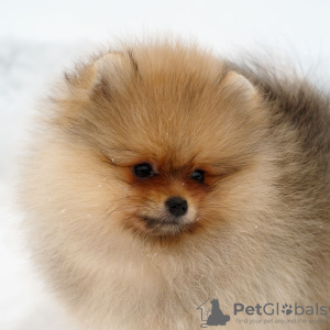 Photo №2 to announcement № 18782 for the sale of pomeranian - buy in Lithuania 