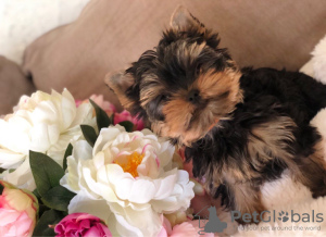 Photo №2 to announcement № 23725 for the sale of yorkshire terrier - buy in Germany 