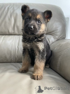 Photo №1. german shepherd - for sale in the city of Helsinger | negotiated | Announcement № 169992