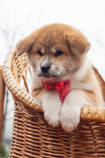 Additional photos: Akita Inu puppies from titled parents
