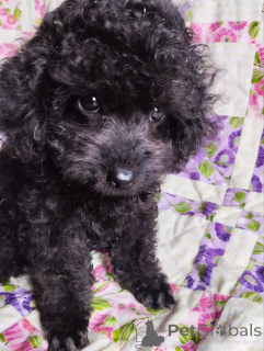 Photo №4. I will sell poodle (dwarf) in the city of Tiraspol. private announcement - price - negotiated