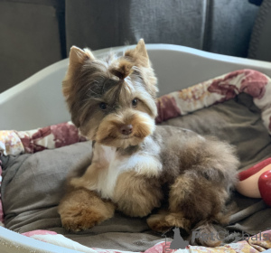 Photo №2 to announcement № 139182 for the sale of yorkshire terrier - buy in Montenegro private announcement