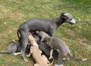 Photo №1. italian greyhound - for sale in the city of Hannover | negotiated | Announcement № 170199