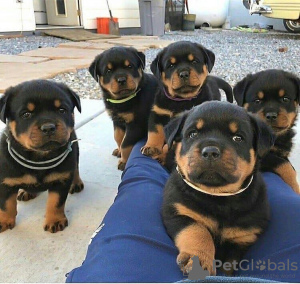 Photo №1. rottweiler - for sale in the city of Berlin | negotiated | Announcement № 90590