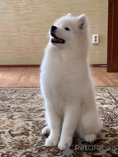 Photo №2 to announcement № 20561 for the sale of samoyed dog - buy in Russian Federation from nursery