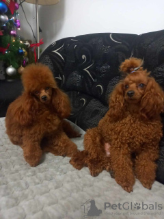 Additional photos: Red Poodle