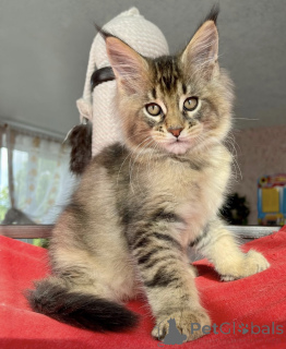 Photo №2 to announcement № 163662 for the sale of maine coon - buy in Germany breeder