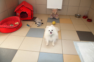 Photo №3. Hotel for dogs of small breeds in St. Petersburg in Russian Federation