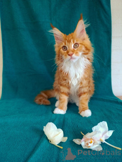 Photo №4. I will sell maine coon in the city of Moscow river. private announcement - price - 835$