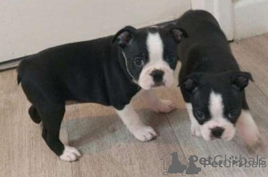 Photo №1. boston terrier - for sale in the city of ANSUBRG | negotiated | Announcement № 175284