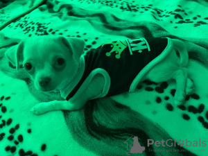 Photo №2 to announcement № 44253 for the sale of chihuahua - buy in Belgium private announcement